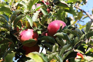 Ripe juicy red apples hangs on a branch of apple tree