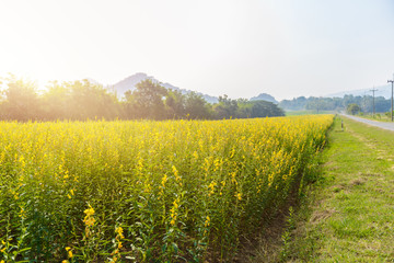 landscape view of yellow Sunn Hemp field