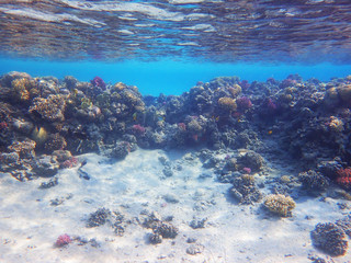 coral reef in egypt