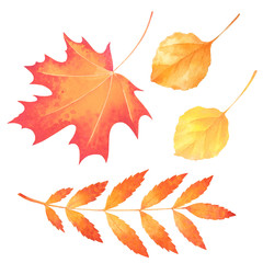 Red, yellow and orange autumn leaves. Isolated watercolor illustration.