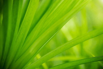 Closeup view of natural green leaf color under sunlight. Use in the background, or wallpaper.  Nature concept.