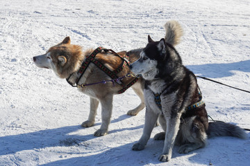 cute Siberian Husky dogs for sledge in winter