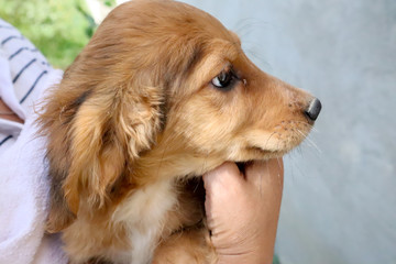 portrait of a beautiful Golden Cocker Spaniel puppy looking a side, outside close up
