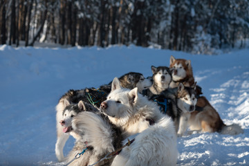sled dog team are waiting for races, Yakutia.