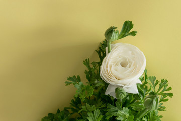 Close up view of delicate white spring flower on warm yellow background, space for text.