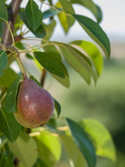 Pear tree with fruit in summer day.