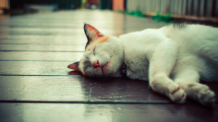 cat on the wooden floor