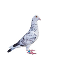 full body of grizt color speed racing pigeon bird isolate white background