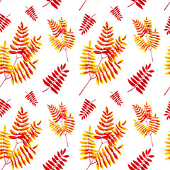 Set from leaves of the Rowan branch . Watercolor illustration isolated on white background.Seamless pattern