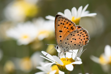 butterfly,