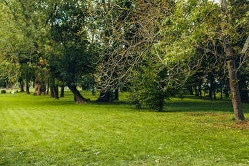 Beautiful park scene in public park with green grass field, green tree plant and a party cloudy blue sky