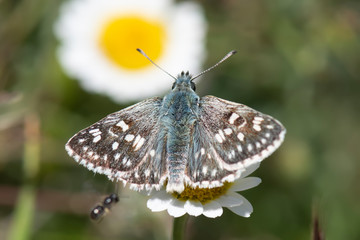 butterfly on flower