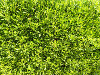 green plant texture