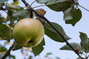 Green apples on an apple-tree branch in garden