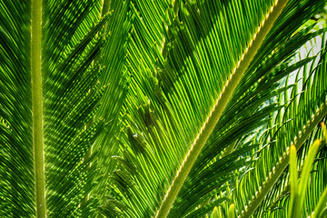 Fototapeta na wymiar palm tree texture