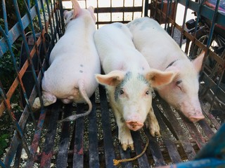 Philippine pigs