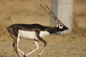 Black Buck from India's open sanctuary 