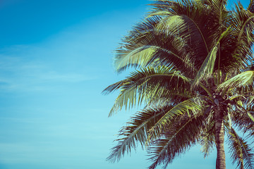 Fototapeta na wymiar Low angle beautiful coconut palm tree with blue sky background