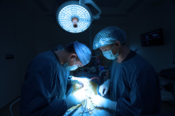two of veterinarian surgery in operation room take with art lighting and blue filter