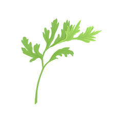 Green fresh celery leaf on white background.