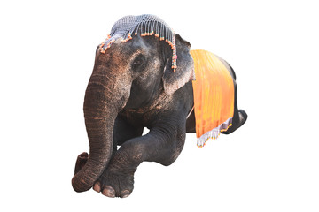 Elephant with cloth and decoration on heand isolated on white