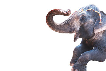 elephant raise up its trunk, showing respectation