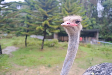 Close up view of ostrich bird head