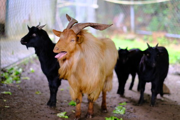 Cute animals in the farm, goat deer sheep