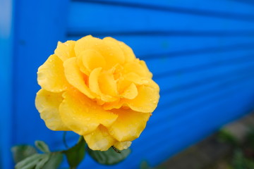 Beautiful yellow flower in full blossom with sharp blue color background