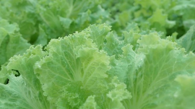 Close up Crunchy Fresh Lollo Bionda Coral Lettuce