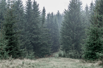 Fototapeta na wymiar Misty forest in the mountains