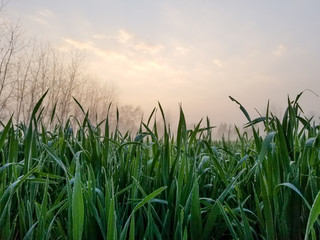 Field of Grass in Morning Dew