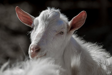 Beautiful white goat poses for a photo on a sunny day