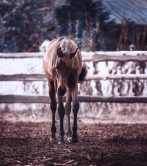 Young horse walking in the pen