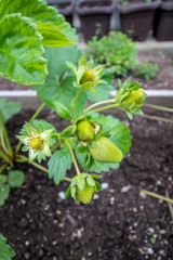 strawberry green fruit growing