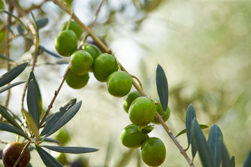 Olive tree