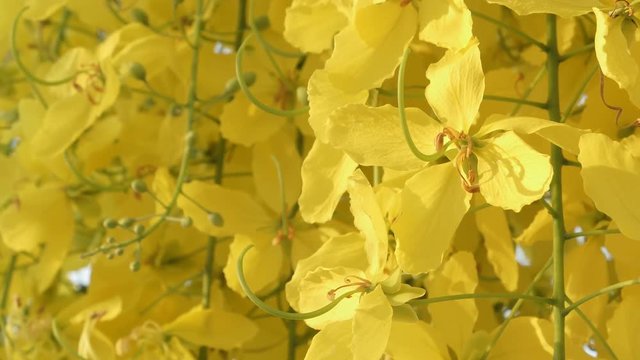 Golden Shower Tree in Thailand 