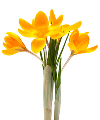 Fototapeta na wymiar Yellow crocus spring flower