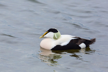 detailed side view male eider duck (somateria mollissima) in water