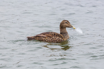 female eider duck (somateria mollissima), white feather in beak