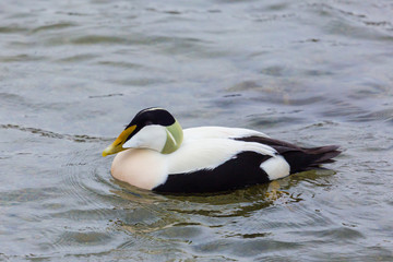 close view male eider duck (somateria mollissima) swimming in water