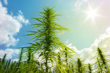 Cannabis Plants on Field with Sun and Blue Sky