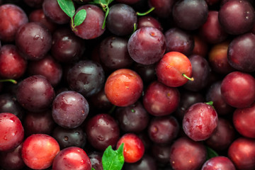 Red Mirabelle Cherry Plum - Prunus Domestica