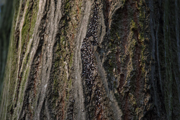 Bark in park filled with insects in it at autumn