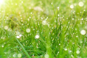 green grass background. Green lawn in large drops of water in the rays of the morning sun. Natural vegetative background.
