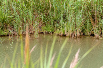 brine lagoon closeup