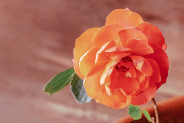 A closeup photo of a blooming pink rose on a blurred background with a place for text, selective focus, toned image