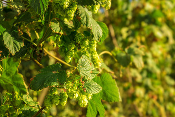 Green Hop Plants Background