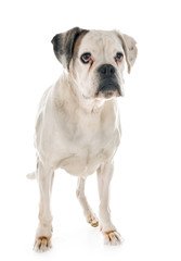 white boxer in studio