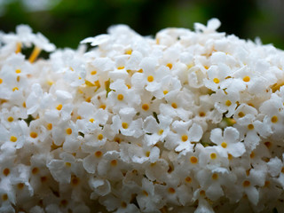 Białe kwiatostany budlei Dawida (Buddleja davidii) © JDziedzic